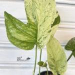 Amydrium medium variegated