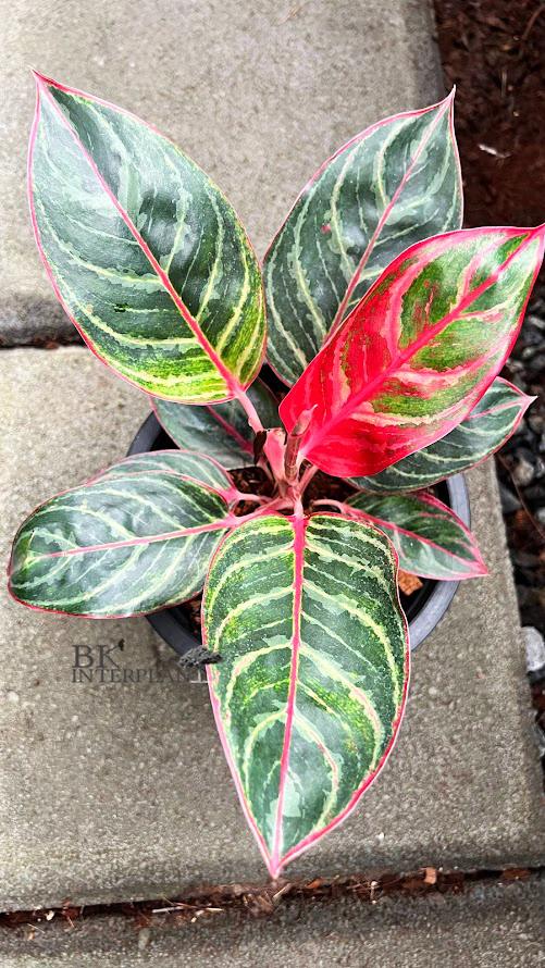 cimg_7208.jpg Aglaonema Dragon Fire - Image 1