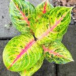 Aglaonema Ruay Lap