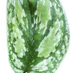 Scindapsus Tricolor Variegated