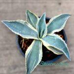 Agave gypsophila Ivory Curls