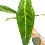 5 Plants Anthurium Warocqueanum (Queen)