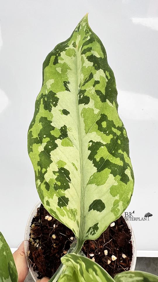 cimg_8522.jpg Aglaonema Pictum Tricolor Hybrid - Image 1
