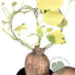 Stephania Erecta Craib Variegated 1 Bulb