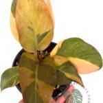 Philodendron Black Cadinal Variegated Size M
