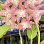 Hoya Imperialis Palawan