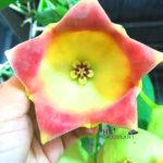 Hoya Lauterbachii Big Flower