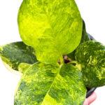 Aglaonema Khanmark Variegated