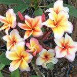 Plumeria Maeya