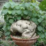 1 Bulb "Stephania Suberosa"