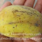 Musa " Kluai Lep Chang kut "