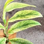 Rhaphidophora Elliptica Variegated