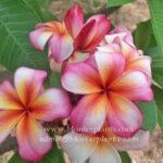 Plumeria Daimond Star