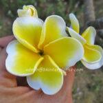 Plumeria Double Yellow