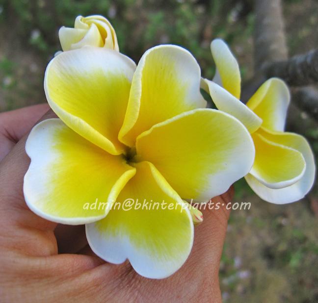 double_yellow.jpg Plumeria Double Yellow - Image 1