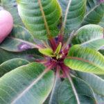 Plumeria Draft Puple Leaf