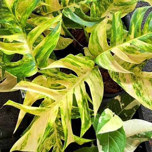 Rare variegated Epipremnum Pinnatum Variegata plant from bkinterplants.com Thailand with high-quality white variegation.