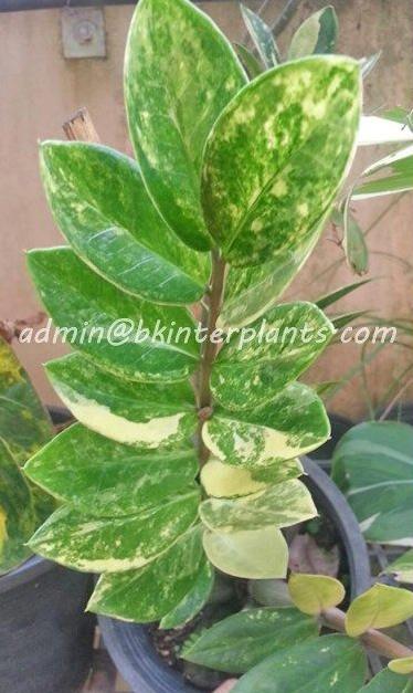 file_12.jpg Zamioculcas zamifolia Variegated - Image 1