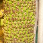 Musa Banana Chiliocarpa Back.