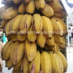 Musa Banana KLUAI Nam Wa Giant