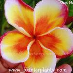 Plumeria " GamMam "