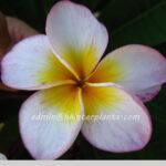 Plumeria Honey Star