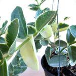 Hoya Cumingiana Albomarginata Variegated Size L