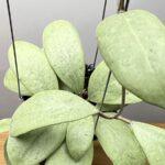 Hoya Erythrostema silver