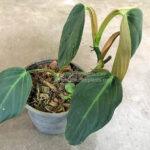 Philodendron Gigus