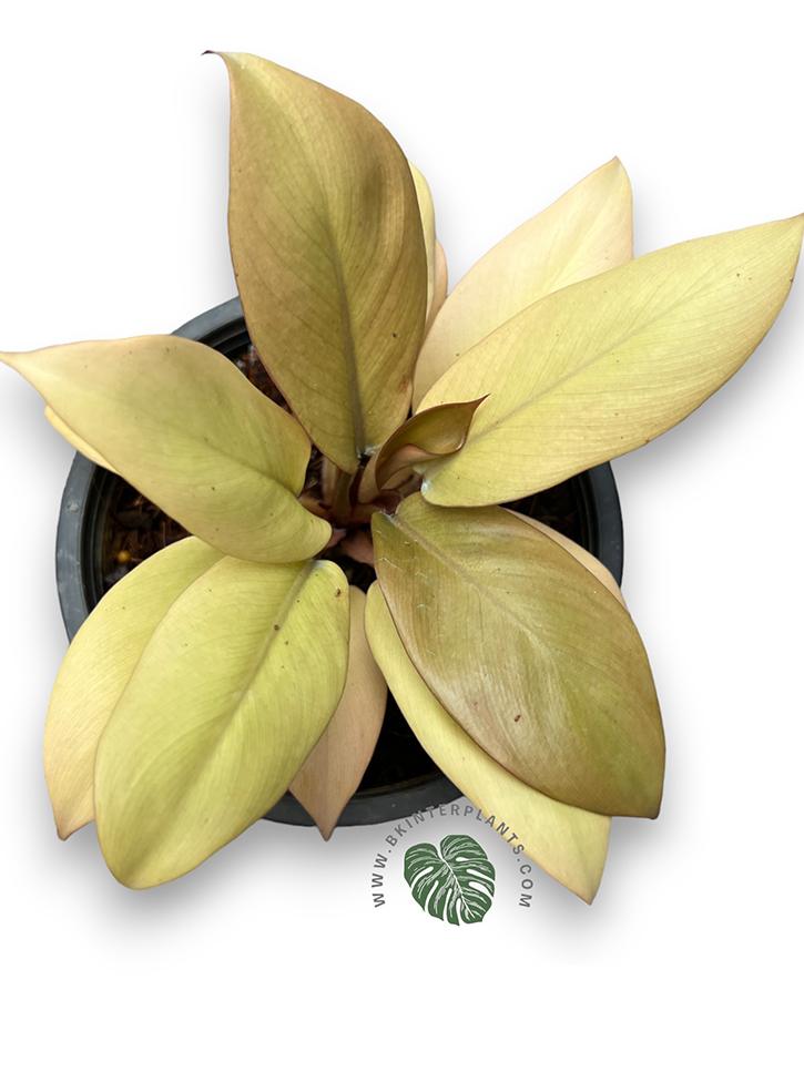 img_0498-photoroom_1.jpg 5 Plants Philodendron Golden Black Cadinal - Image 1