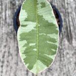 5 Plants Plumeria Duang Suri Leaf Variegated