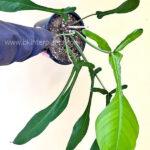 10 Plants Philodendron Joepii Size L