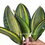 Sansevieria " Masoniana Yellow VARIEGATED Vol.2 "