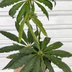 Anthurium Polyschistum