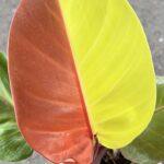 10 Plants Philodendron Red Moon Variegated