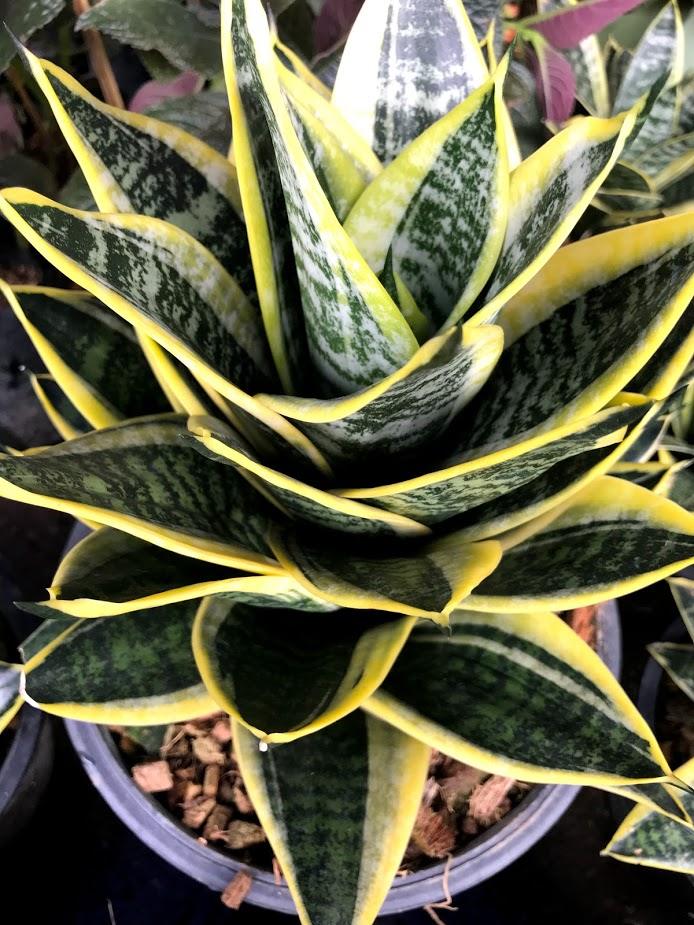 img_2282.jpg Sansevieria " Pagoda Yellow Variegated " - Image 1