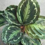 Calathea Picturata (Linden)
