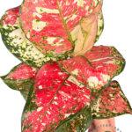 Aglaonema Red Splash Anyamanee 3 color