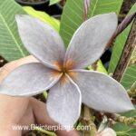 Plumeria Blue Jean Violet
