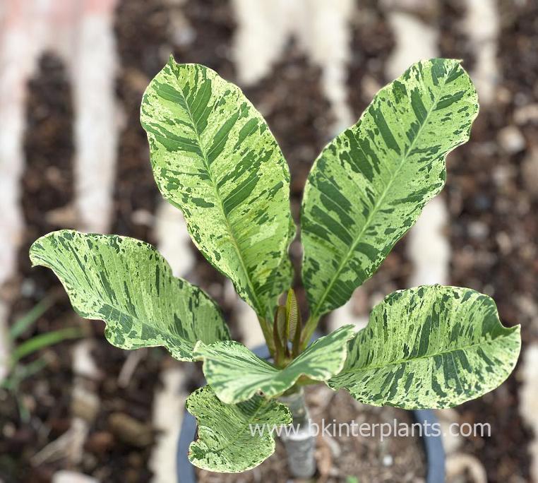 img_3614.jpg Plumeria Tiger Variegated - Image 1