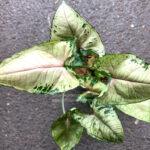 Syngonium Hybrid Aom SAP