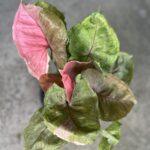 10 Plants Syngonium Strawberry Ice Variegated