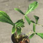 Philodendron 69686