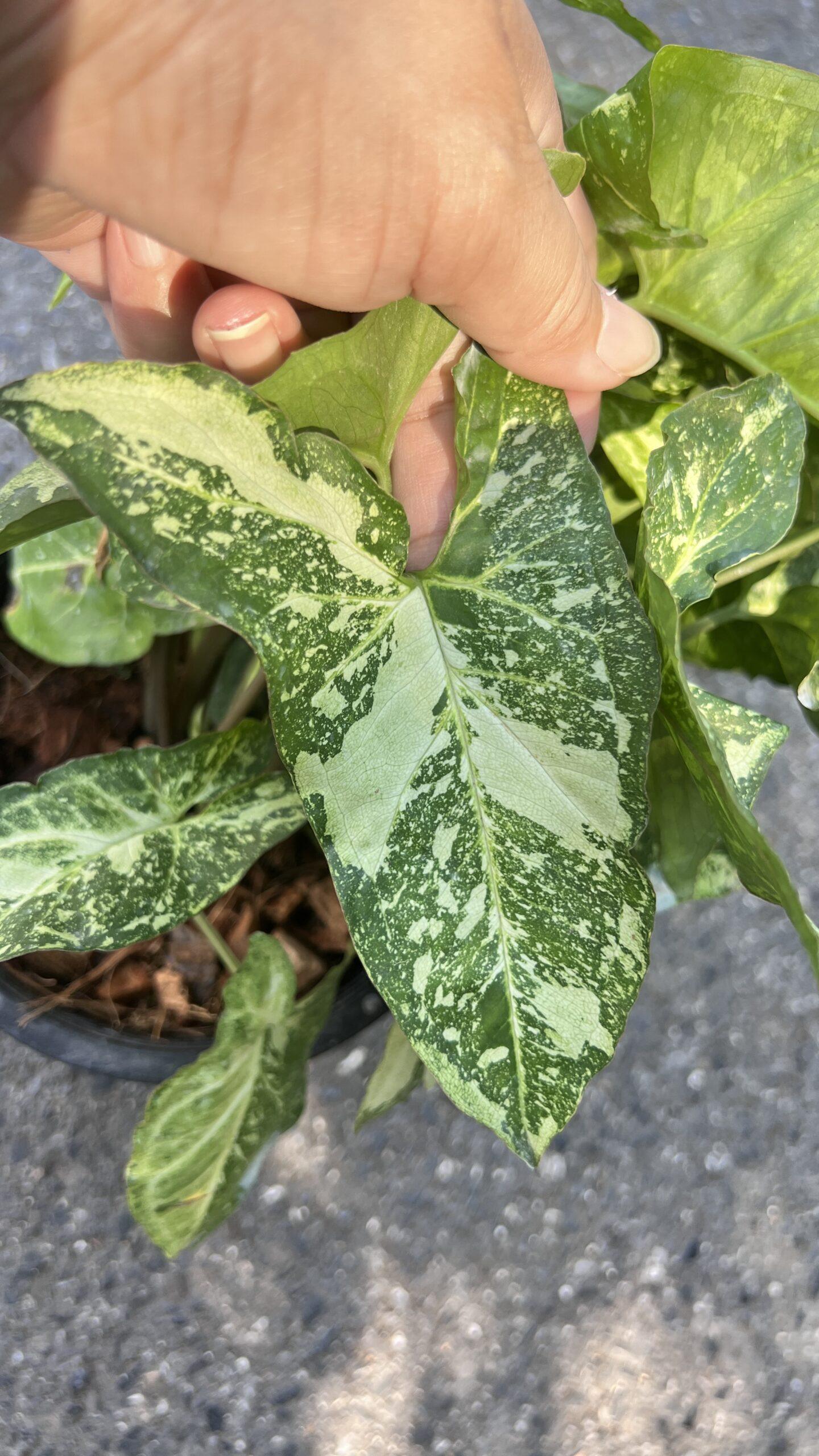 img_4531_1.jpg 5 Plants Syngonium Panda Galaxy War Variegated - Image 1