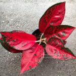 Aglaonema Super Star