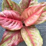 Aglaonema Diamond Gold