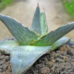 Agave " Pumila "