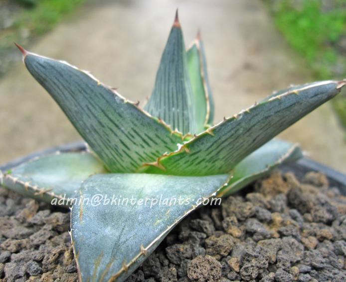 img_5286.jpg Agave " Pumila " - Image 1
