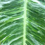 Musa Banana Acuminata Colla Marble Variegated