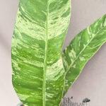 Epipremnum Giganteum Tricolor Variegated